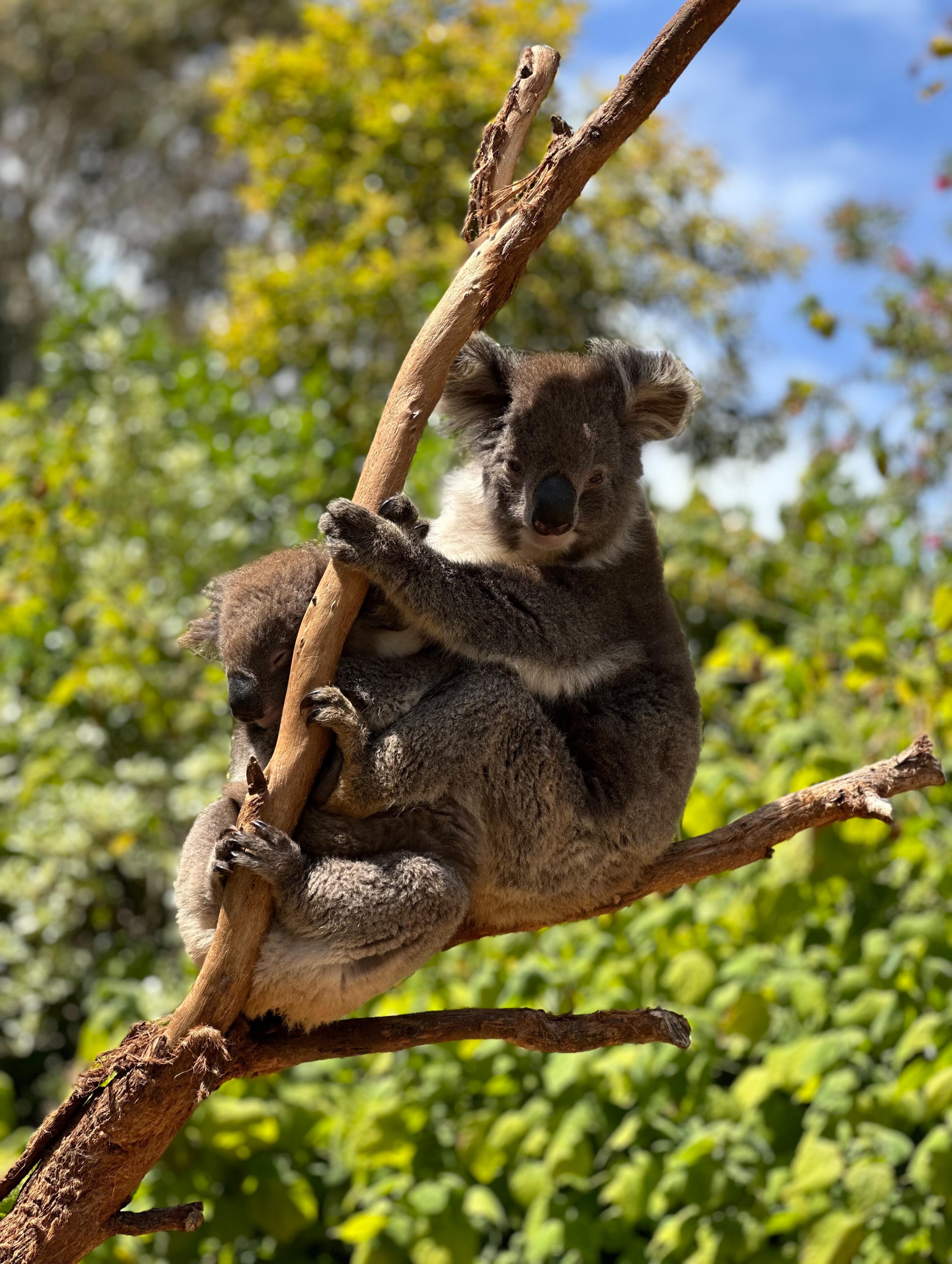 Planificació de viatges a Austràlia: consultoria i disseny de rutes personalitzades.